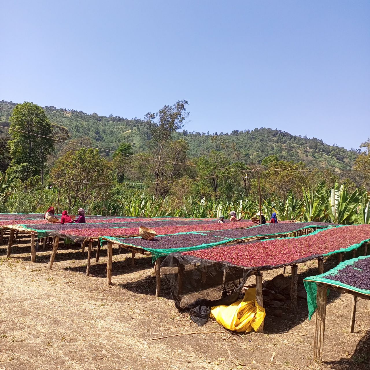 Ethiopian Coffee Farm